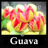 Guava 10ml NICOTINE FREE