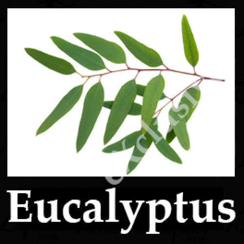 DIwhY Eucalyptus - Same Flavour Volume Saver (120ml, 210ml and 300ml) £0.00